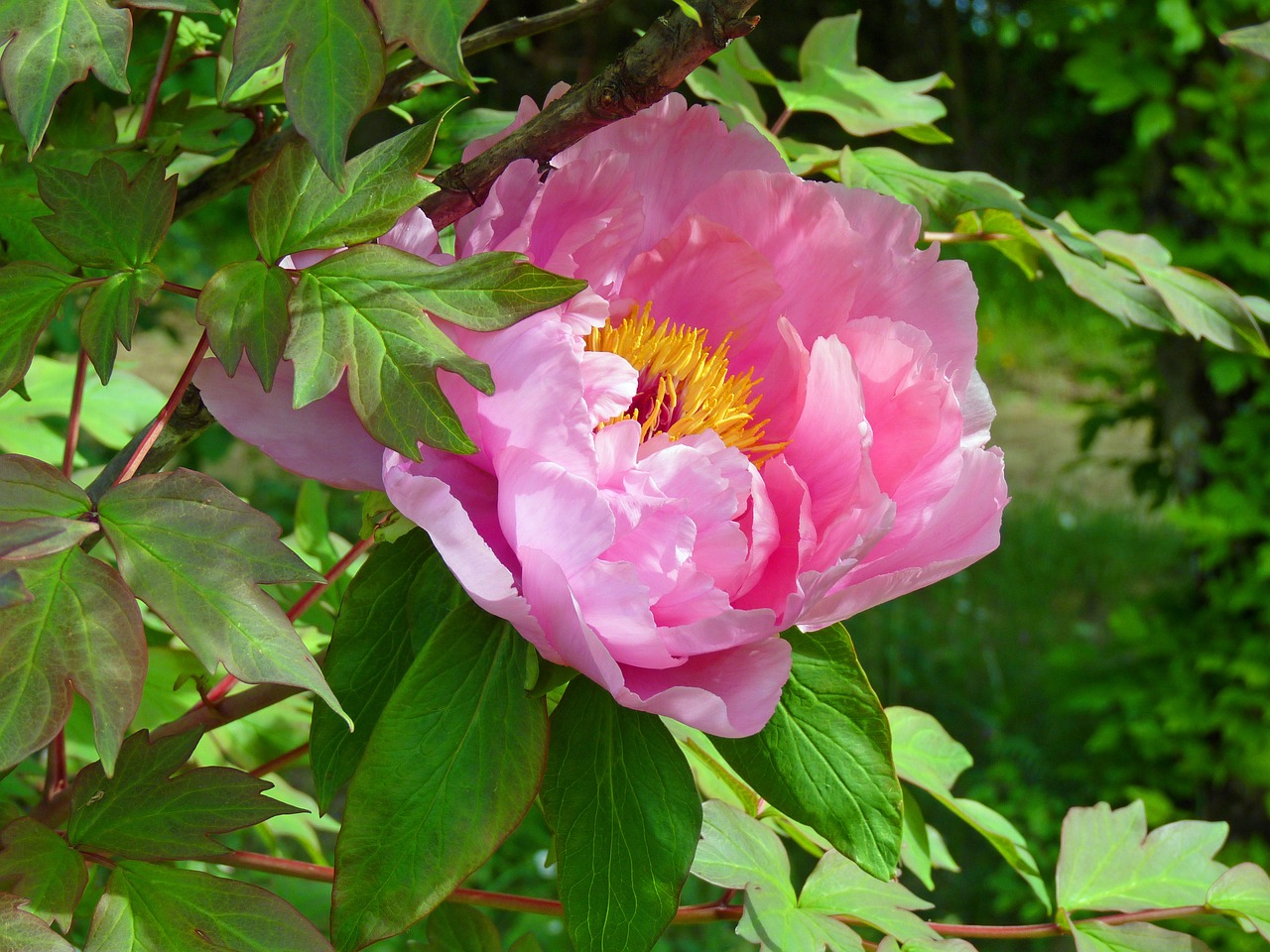 flower peony pink free photo