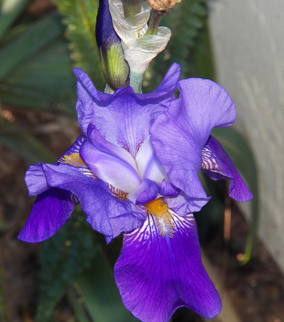 flower iris floral free photo