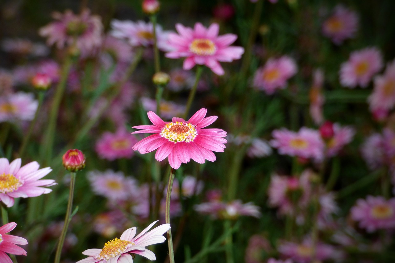 flower petals plant free photo