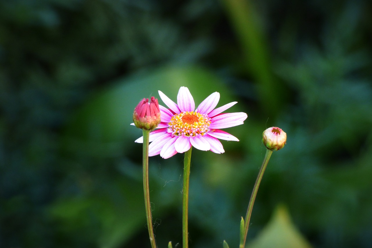 flower petals plant free photo