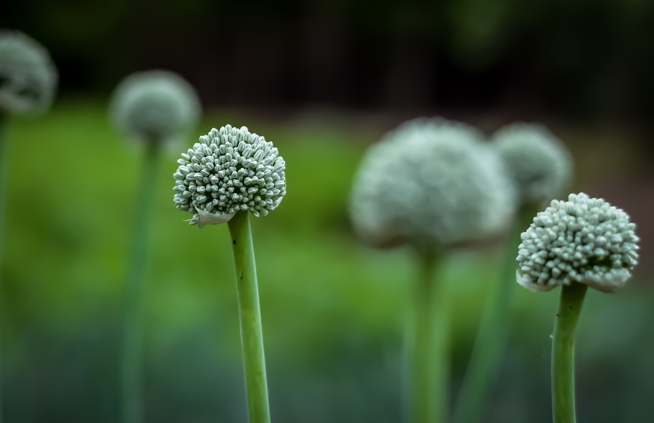 flower green onion free photo