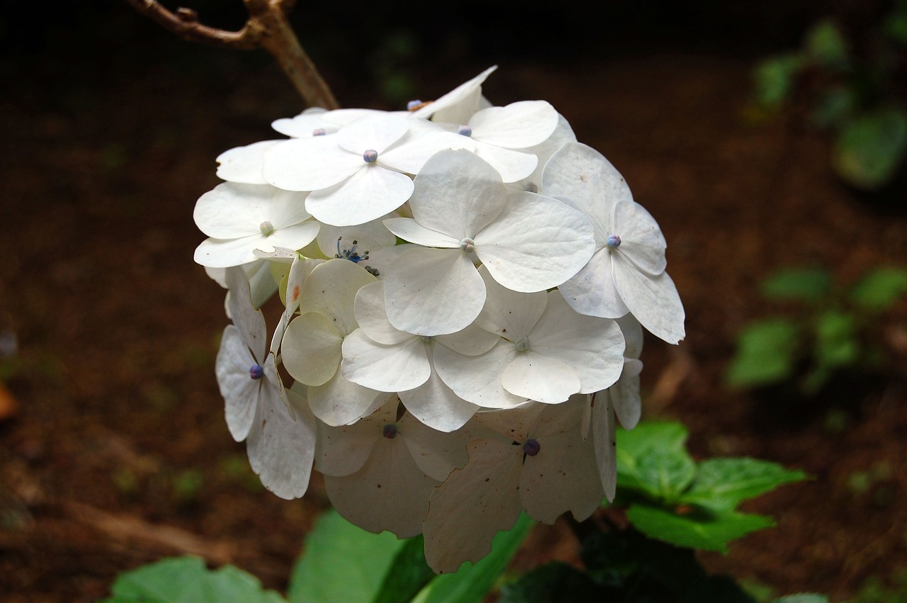 flower white white flower free photo