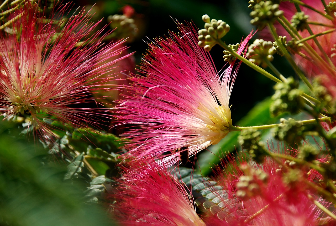 flower bee nature free photo