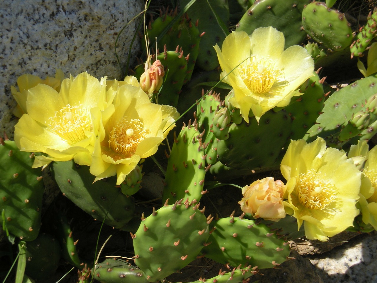 flower yellow flower prickly pear free photo