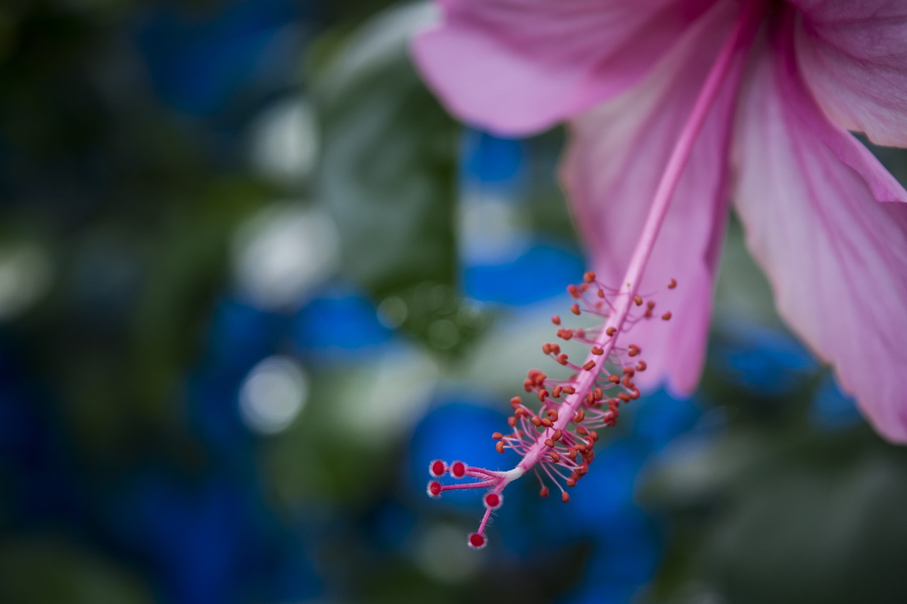 flower garden floral free photo