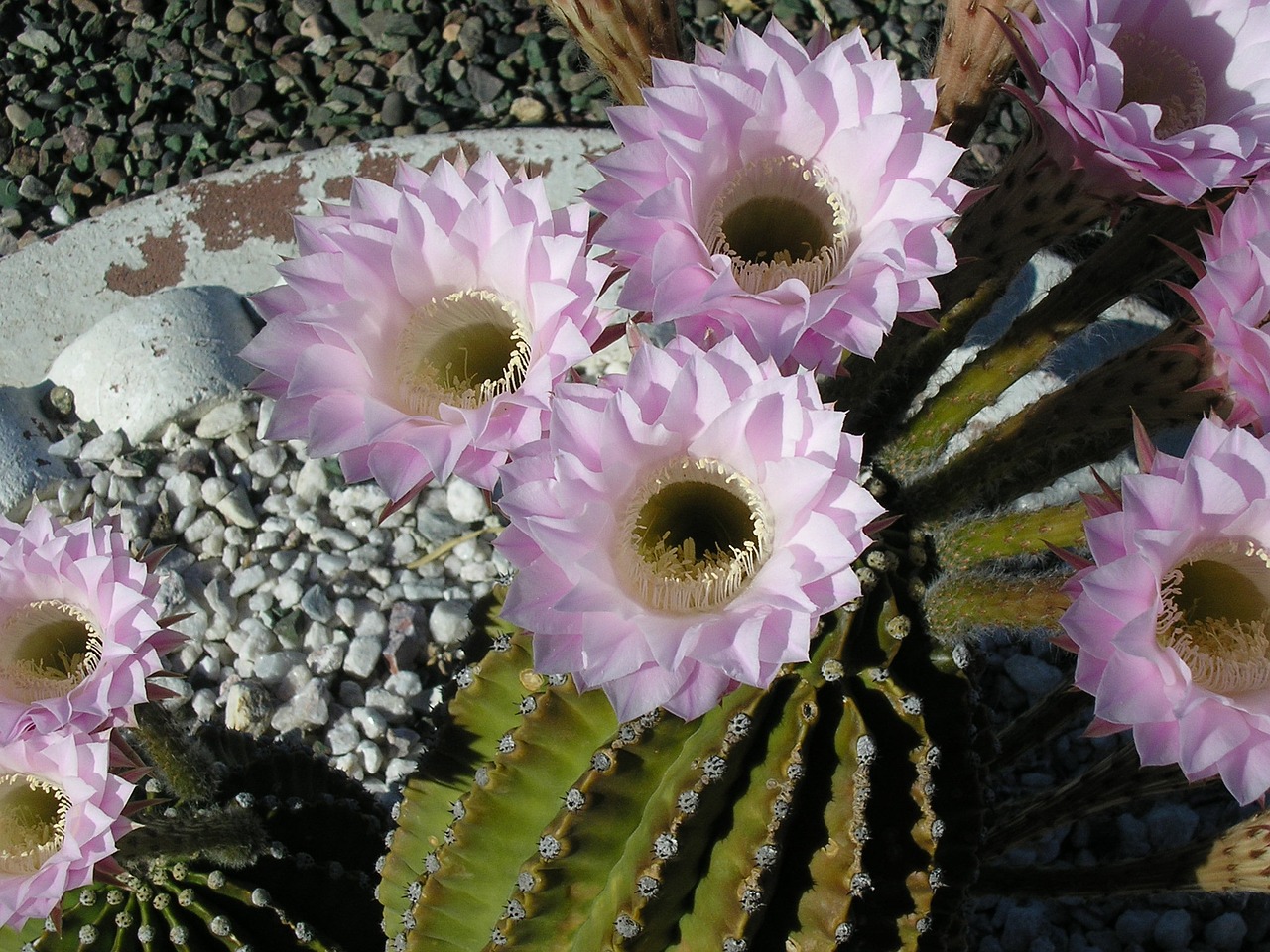 flower blossom cactus flower free photo