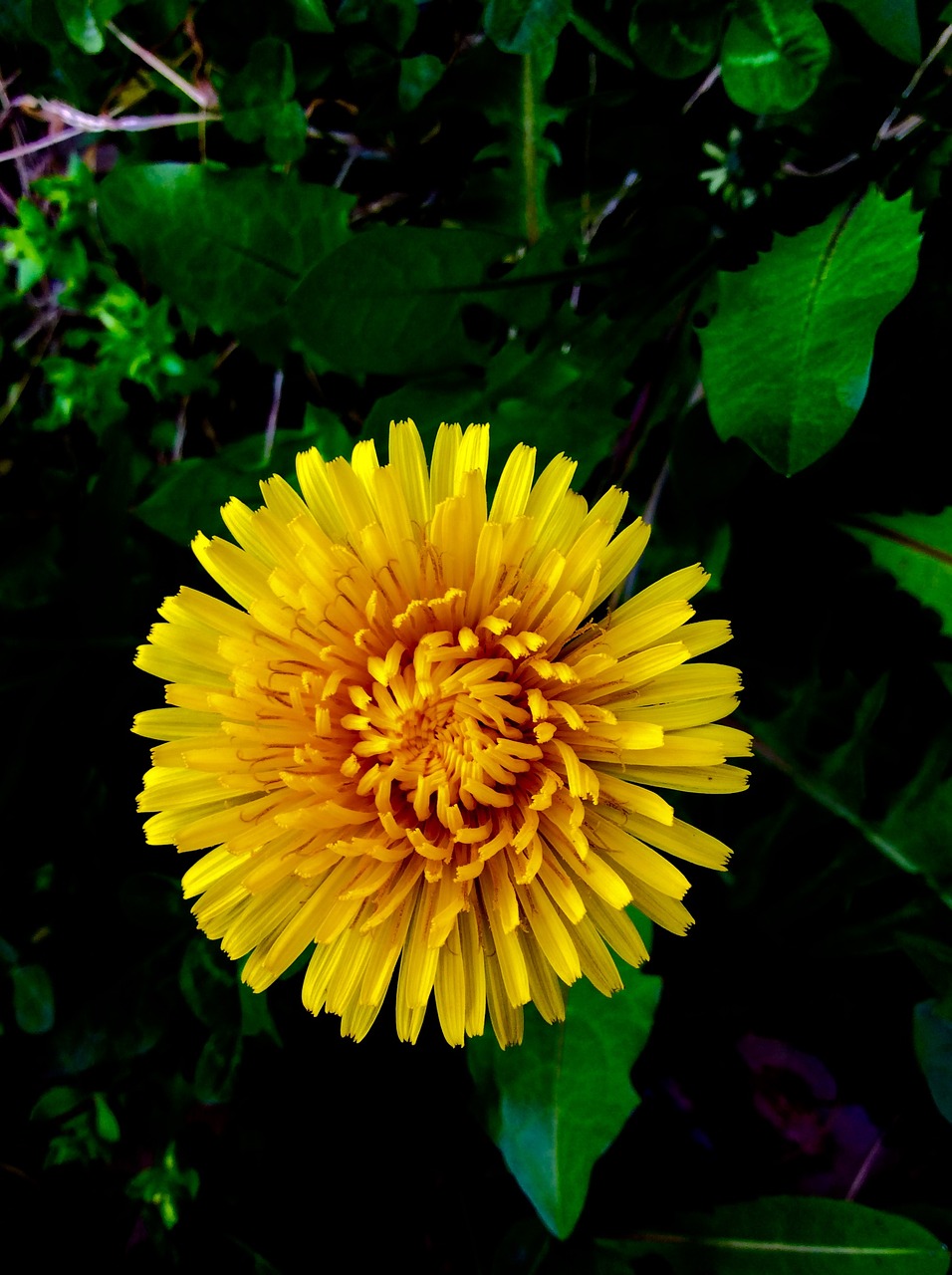 flower yellow dandelion free photo