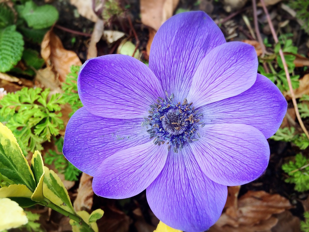 flower nature purple free photo