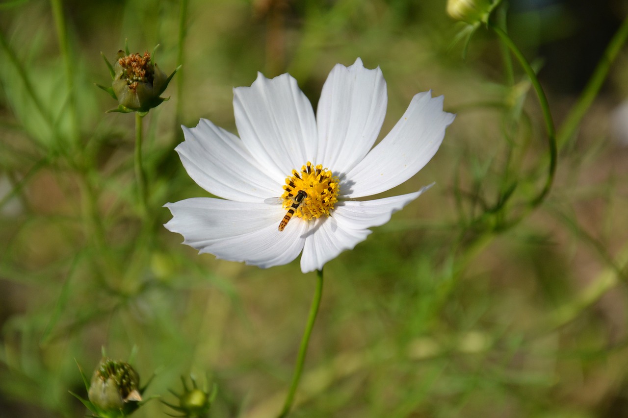 flower cosmos summer free photo