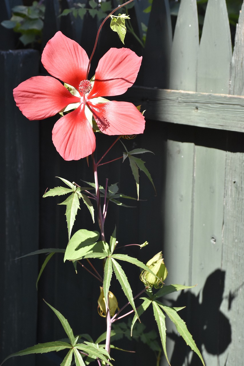 flower nature pink free photo