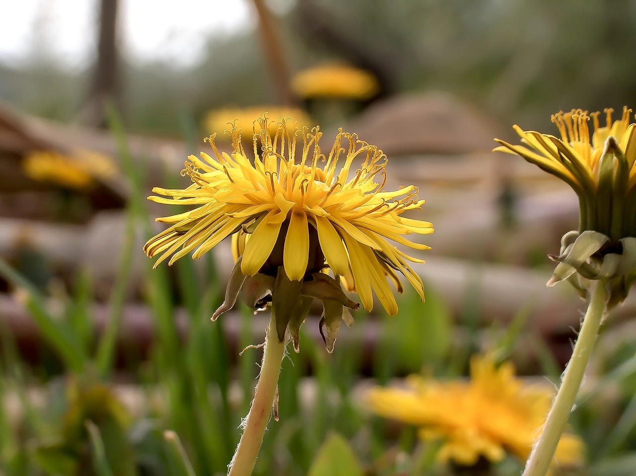 flower yellow yellow flower free photo