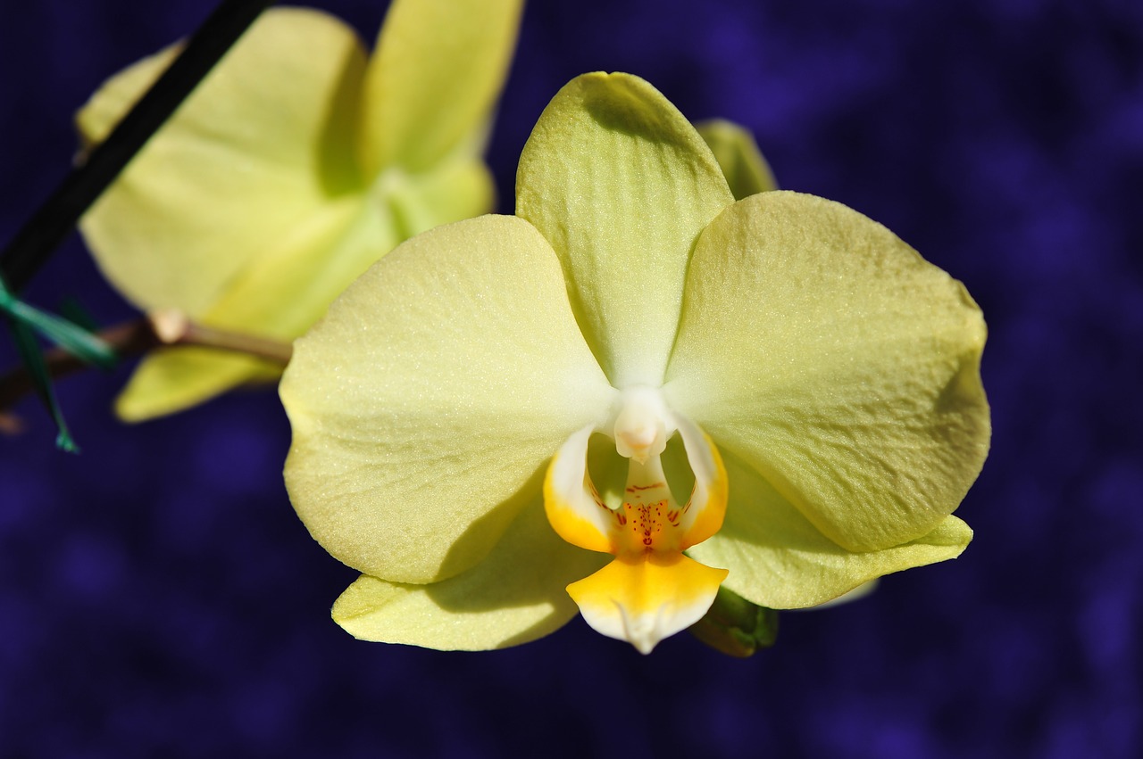 flower white orchid potted plant free photo