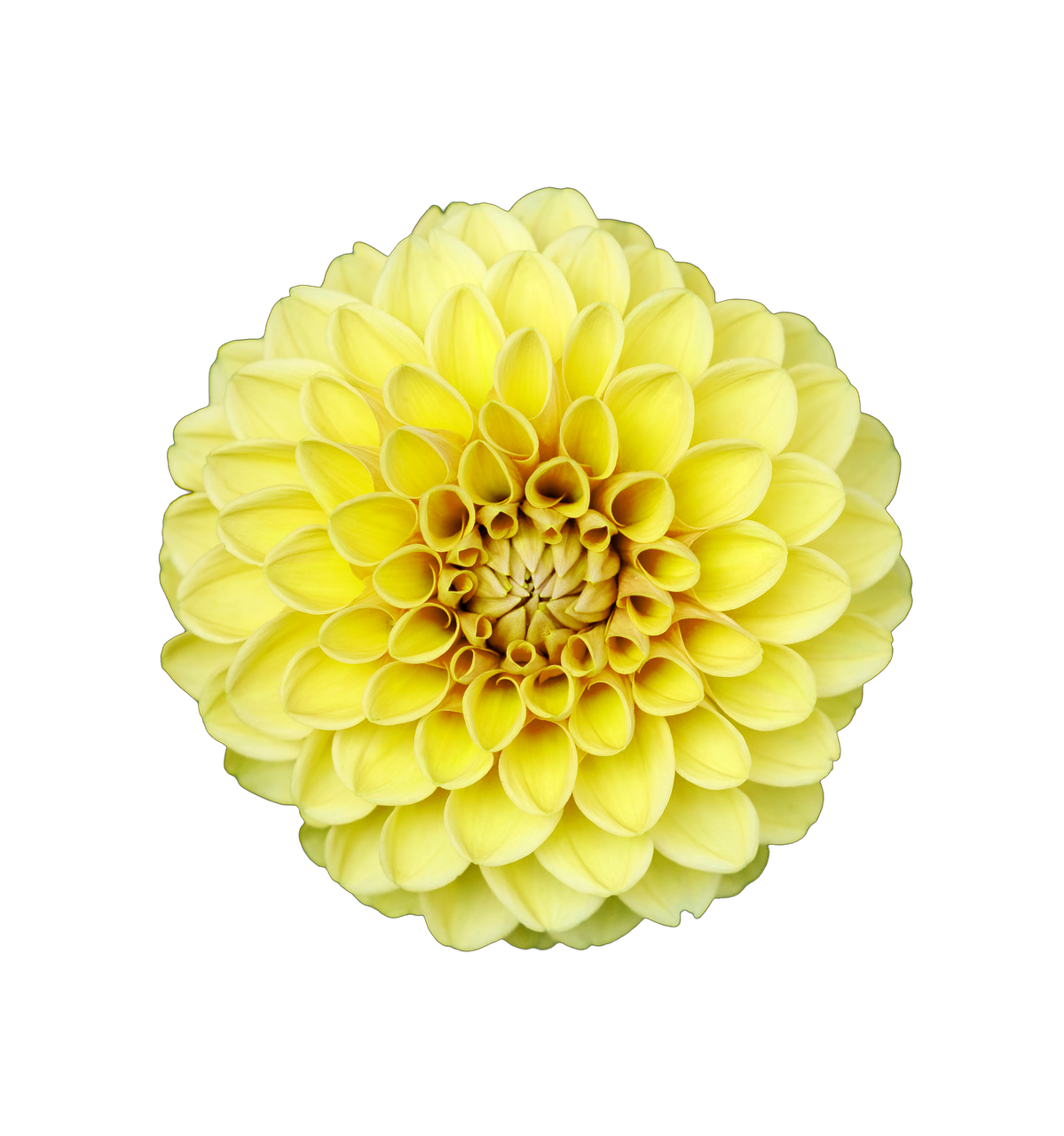 flower isolated flower transparent free photo