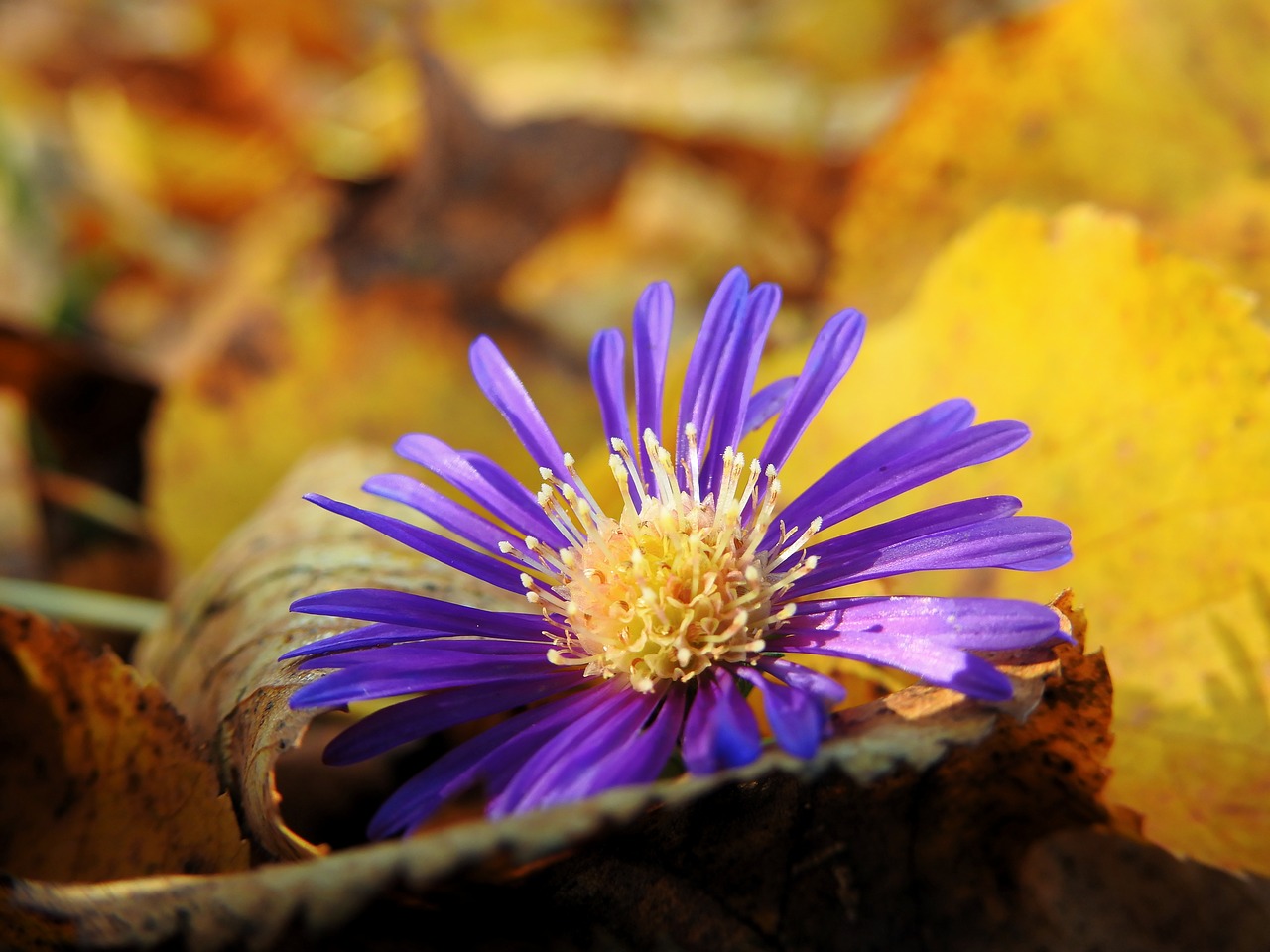 flower blossom bloom free photo