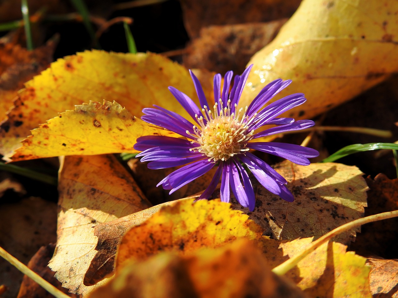 flower blossom bloom free photo