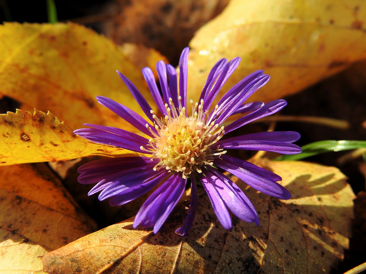 flower blossom bloom free photo