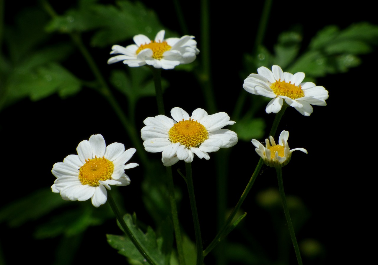 flower white flower spring free photo