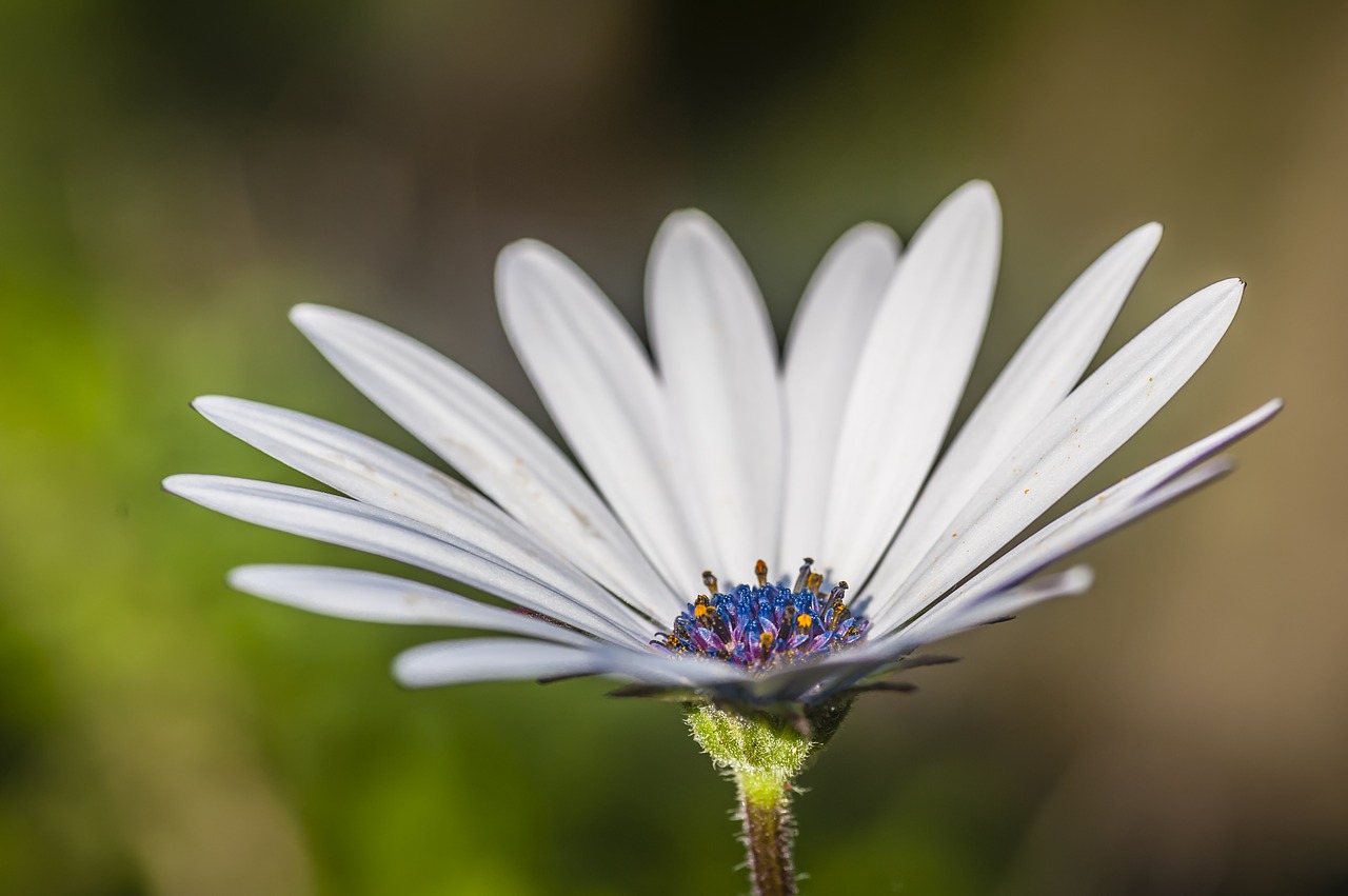 flower close white free photo