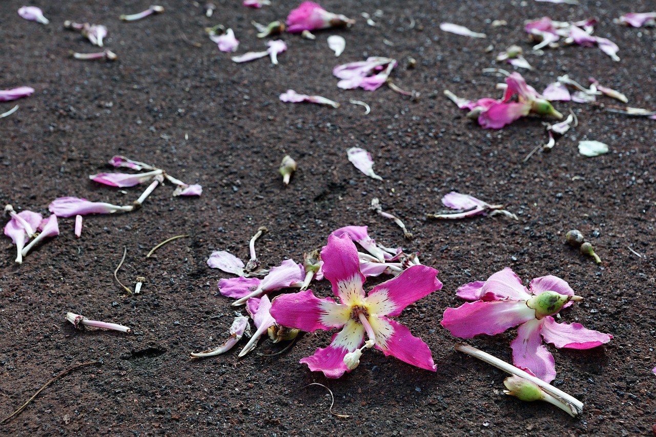 flower hibiscus ground free photo