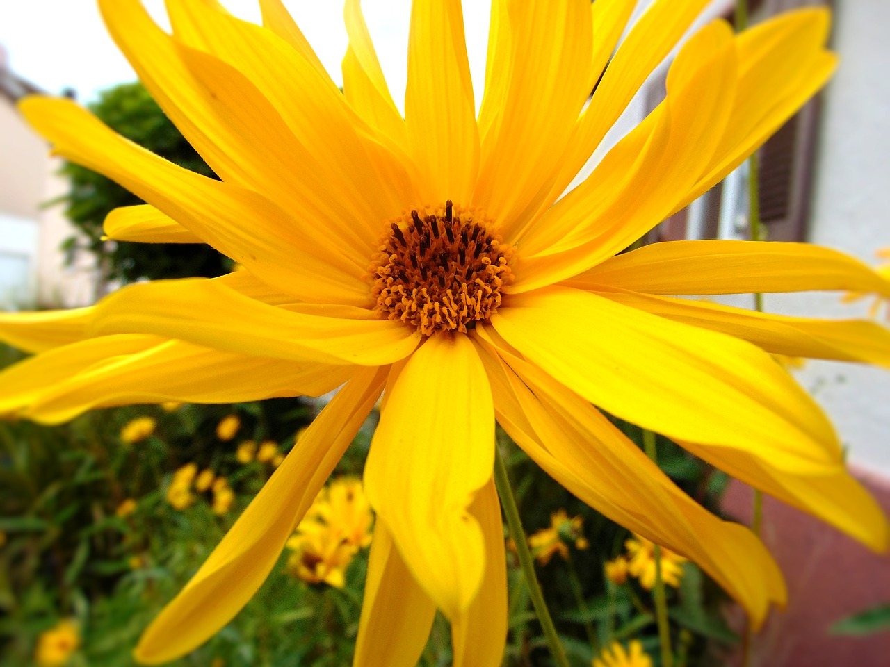 flower yellow garden blossom free photo