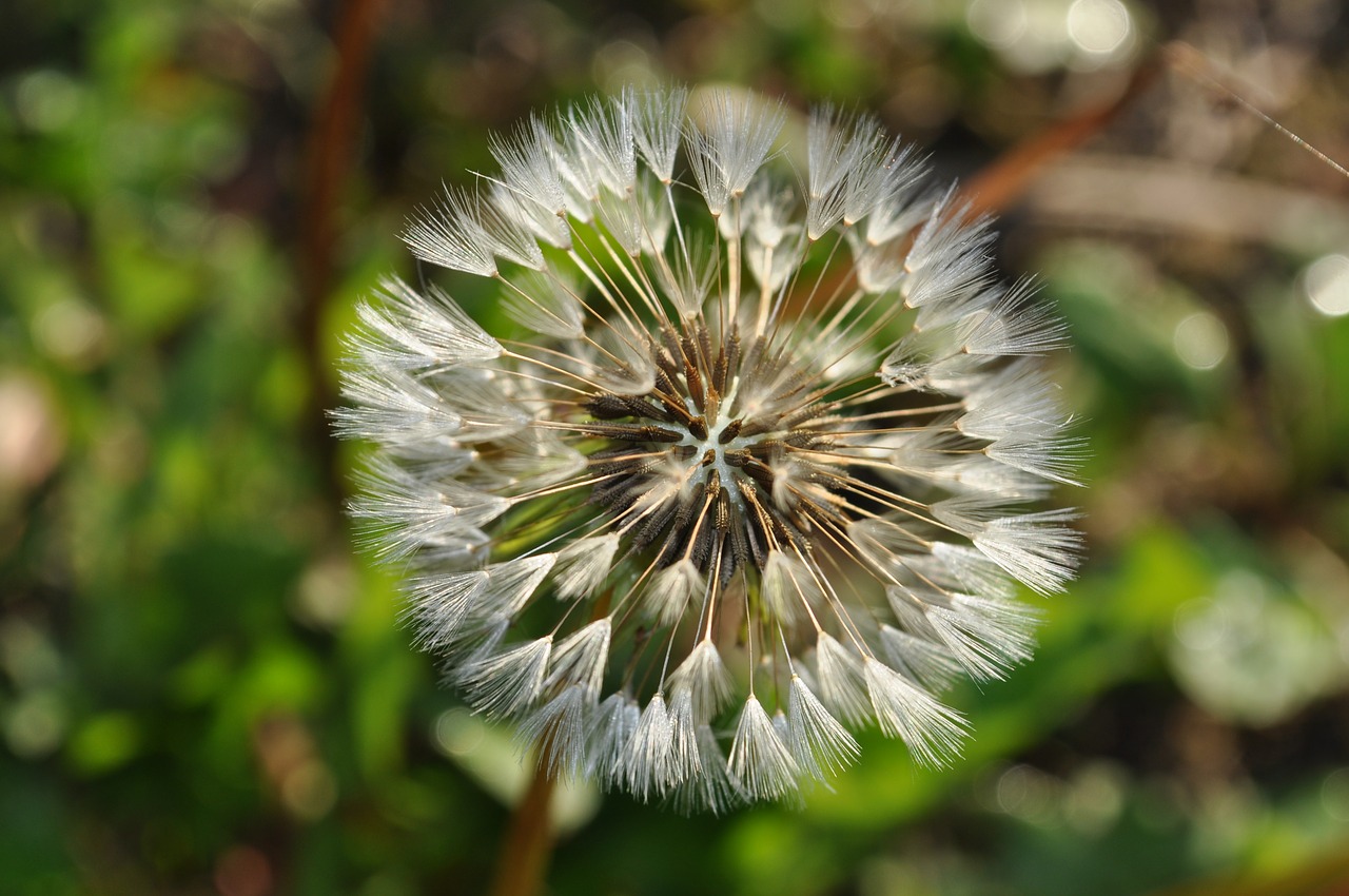 flower dandelion dry free photo