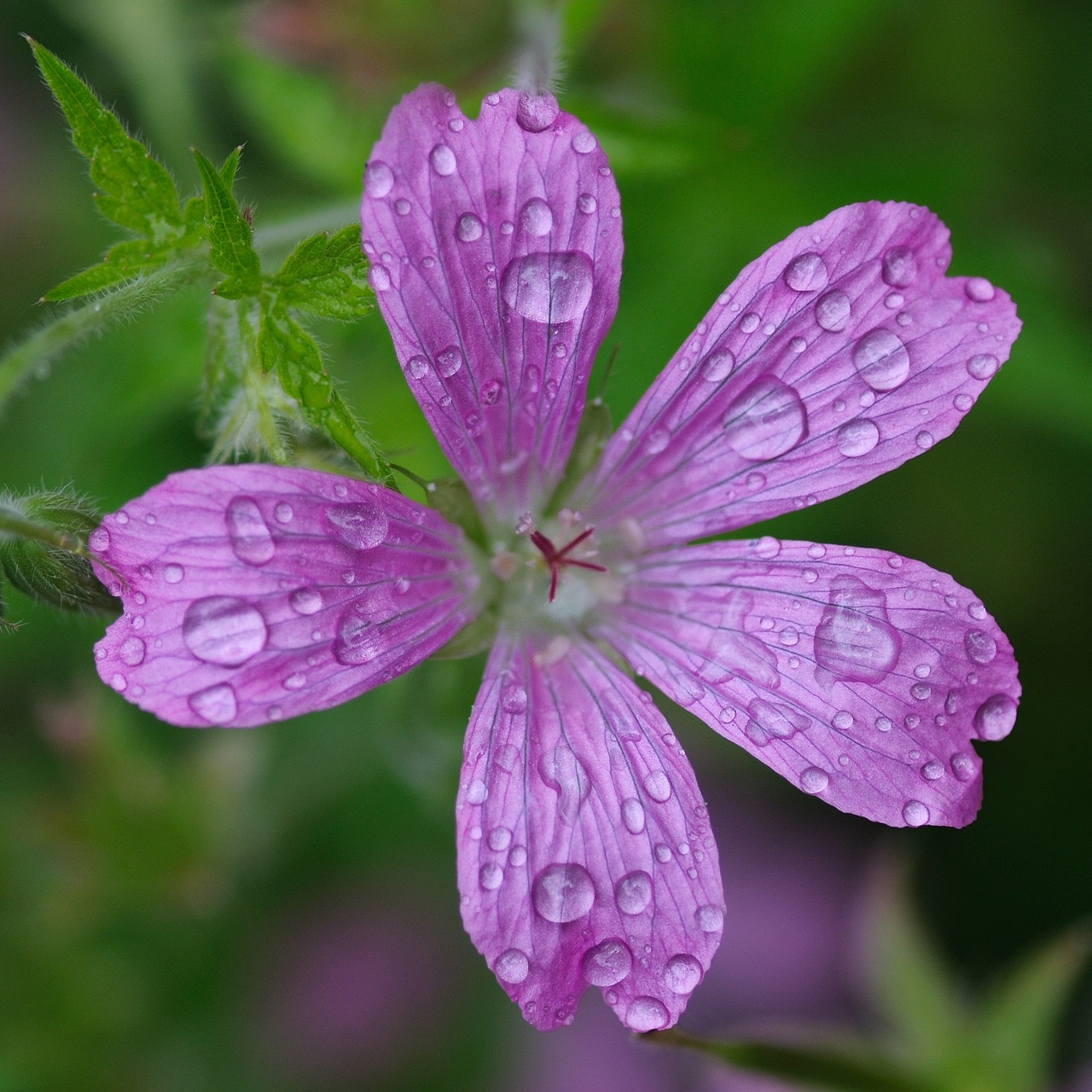 flower drop water free photo