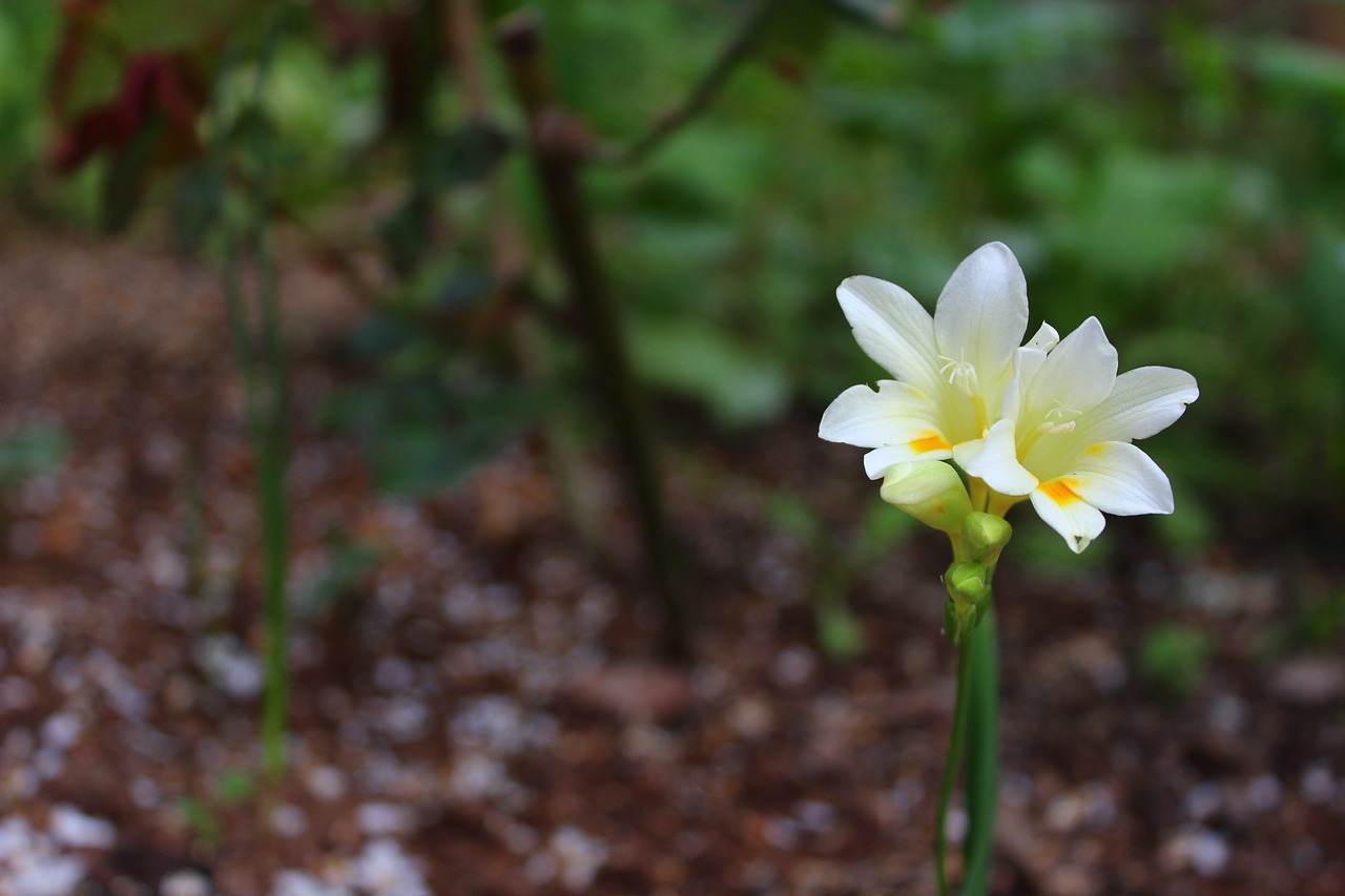 flower nature spring free photo