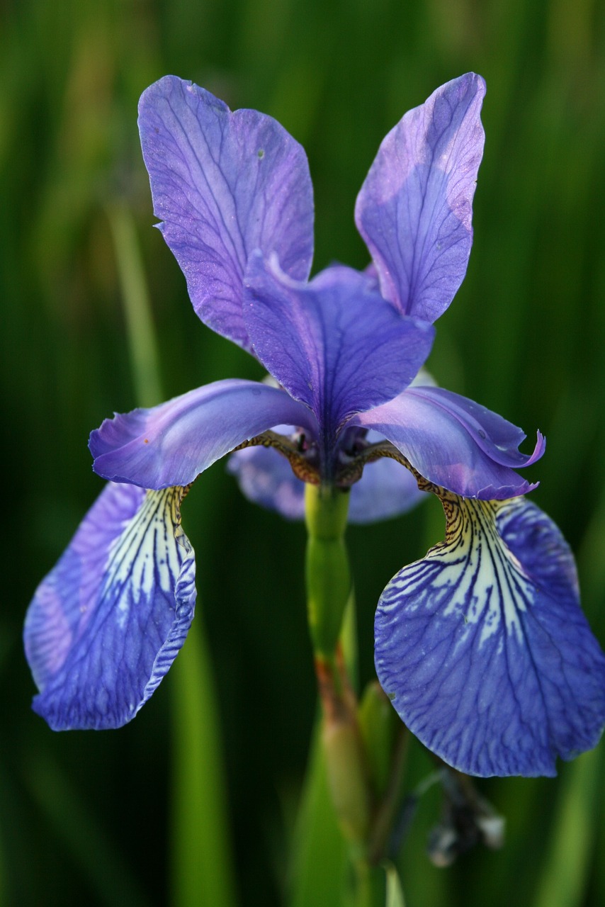 flower iris blue free photo