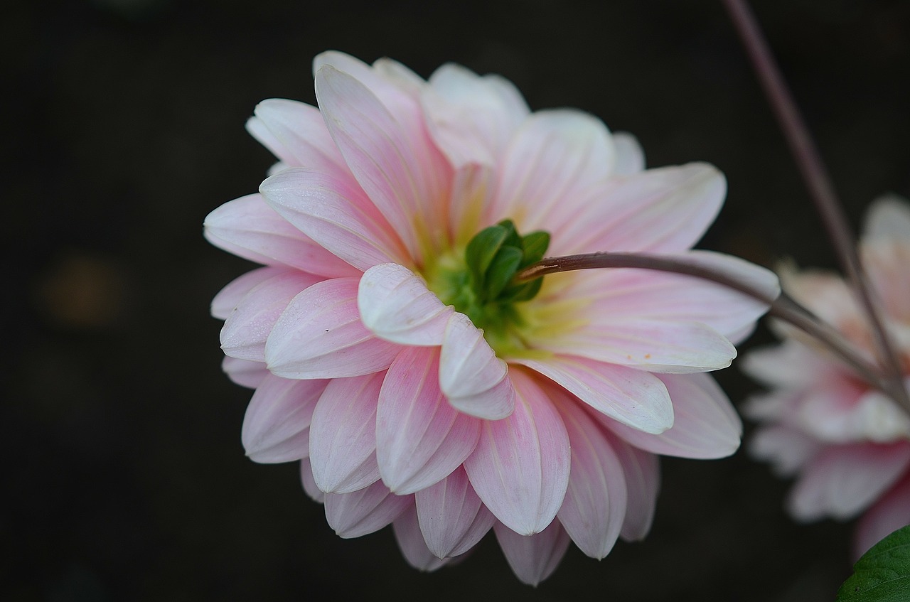 flower nature macro free photo