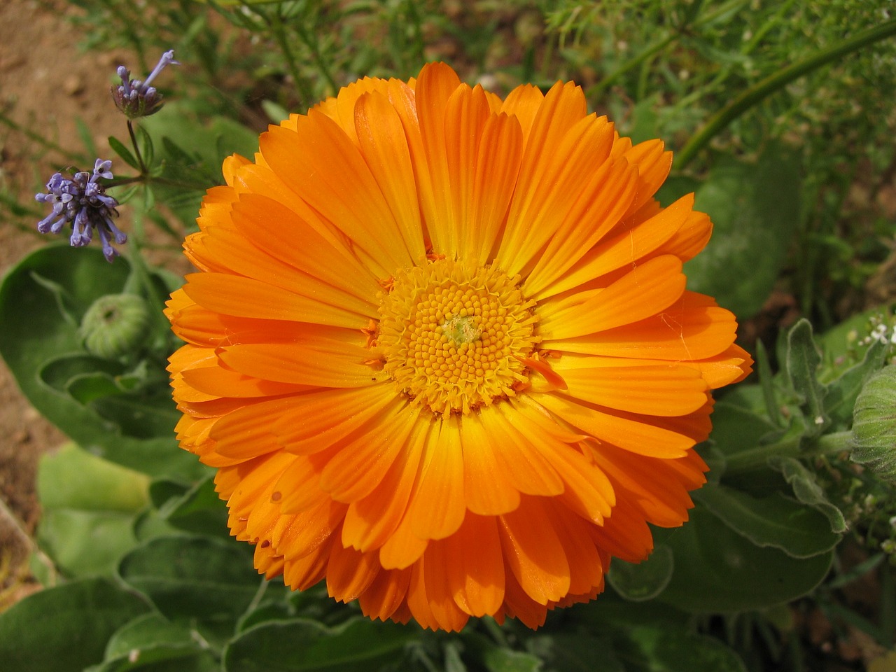 flower malta orange flower free photo