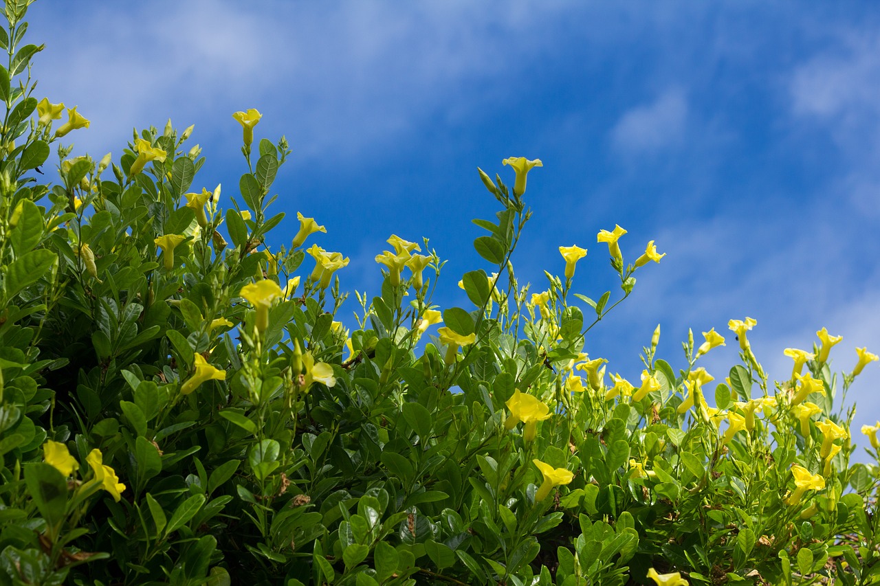 flower yellow sky free photo