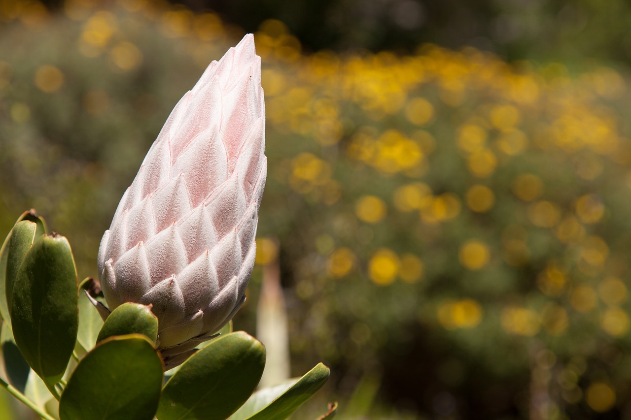 flower bokeh spring free photo