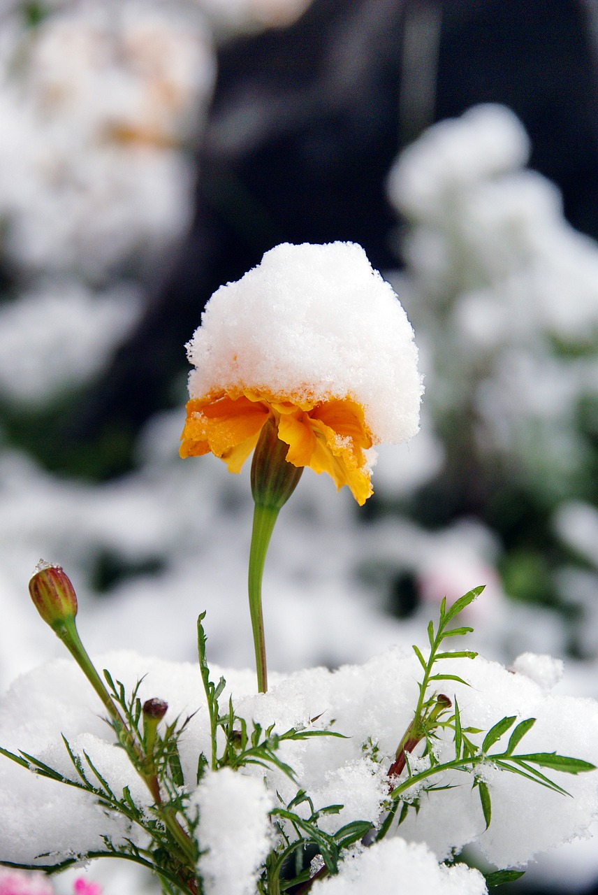 flower snow autumn free photo