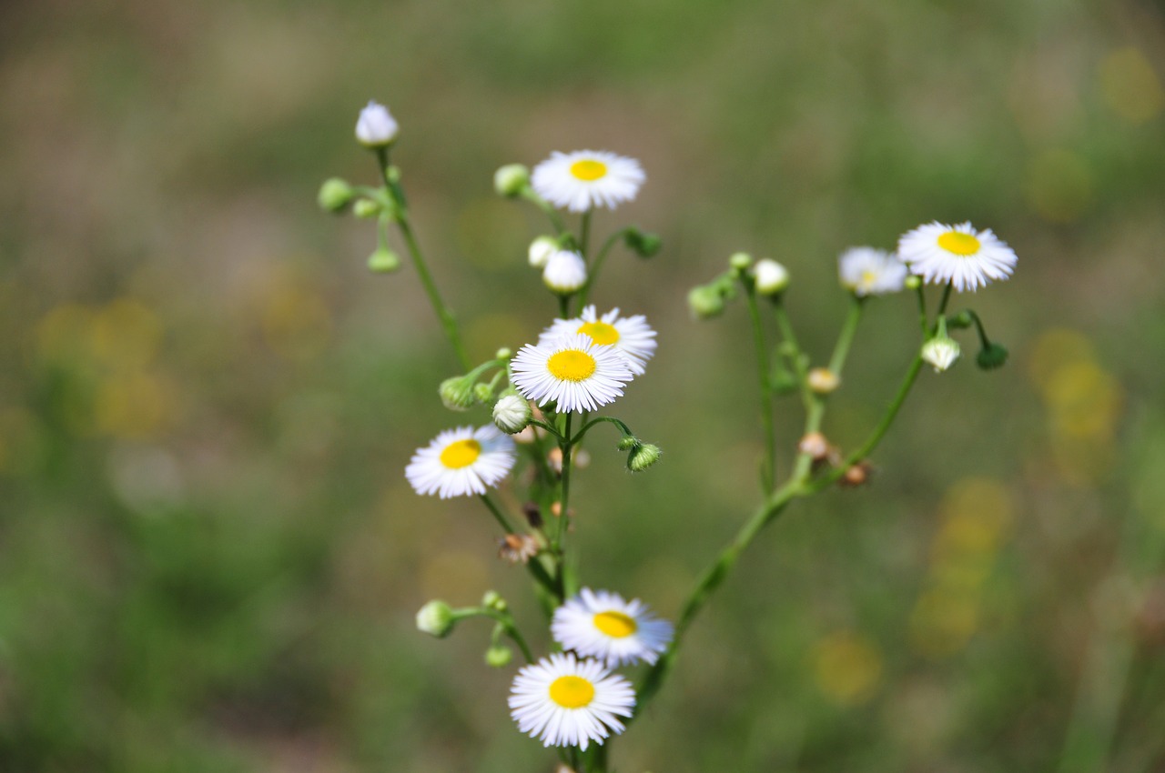 flower plant sumer free photo