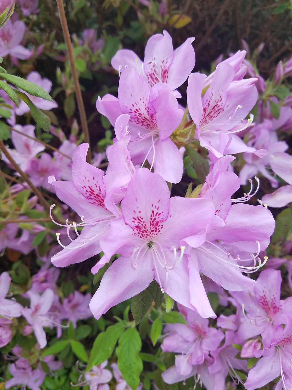 flower pink pink flowers free photo