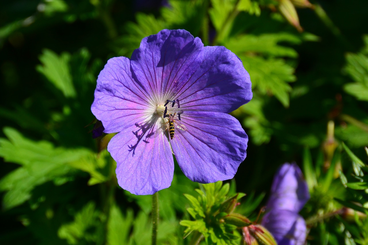 flower wasp blossom free photo