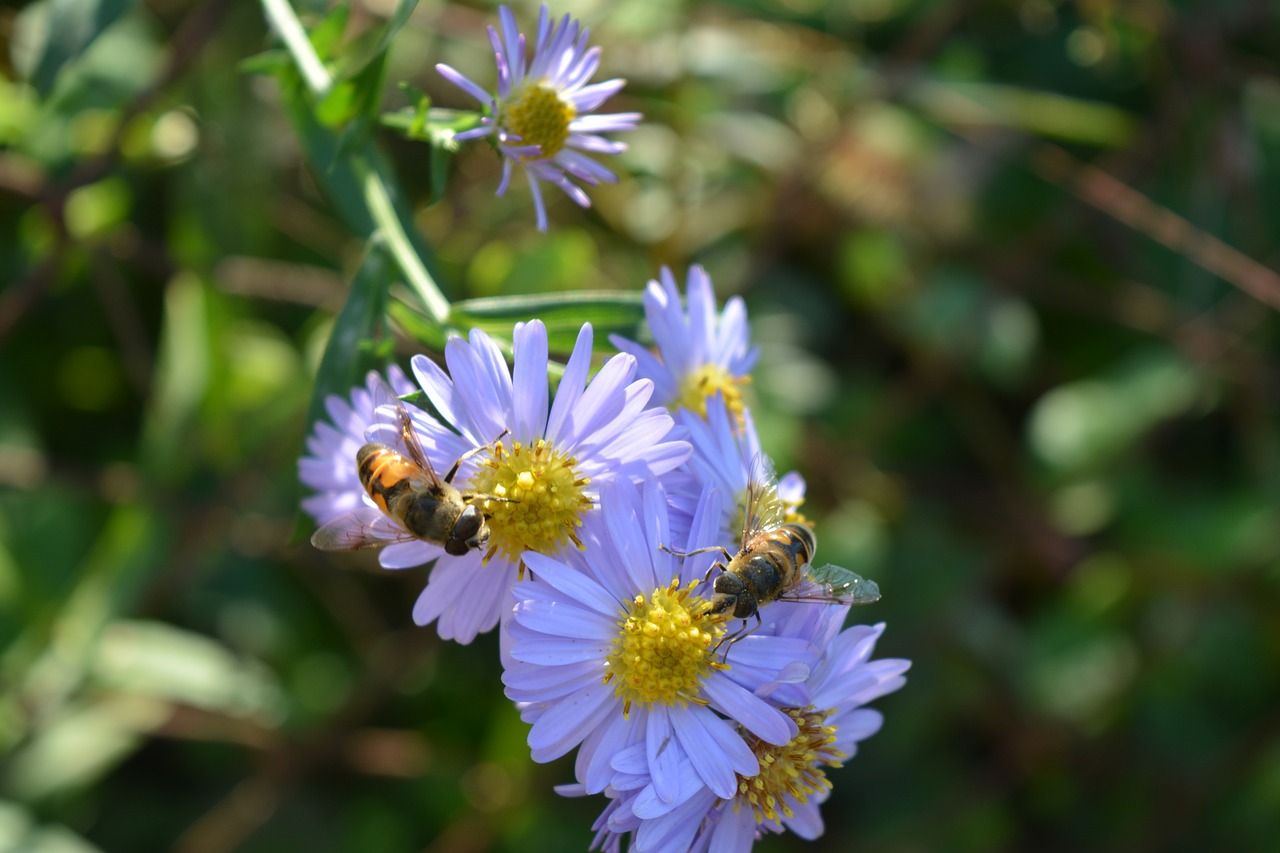 flower violet daisy free photo