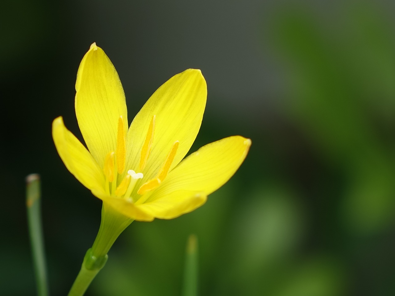 flower onions other small yellow flowers free photo