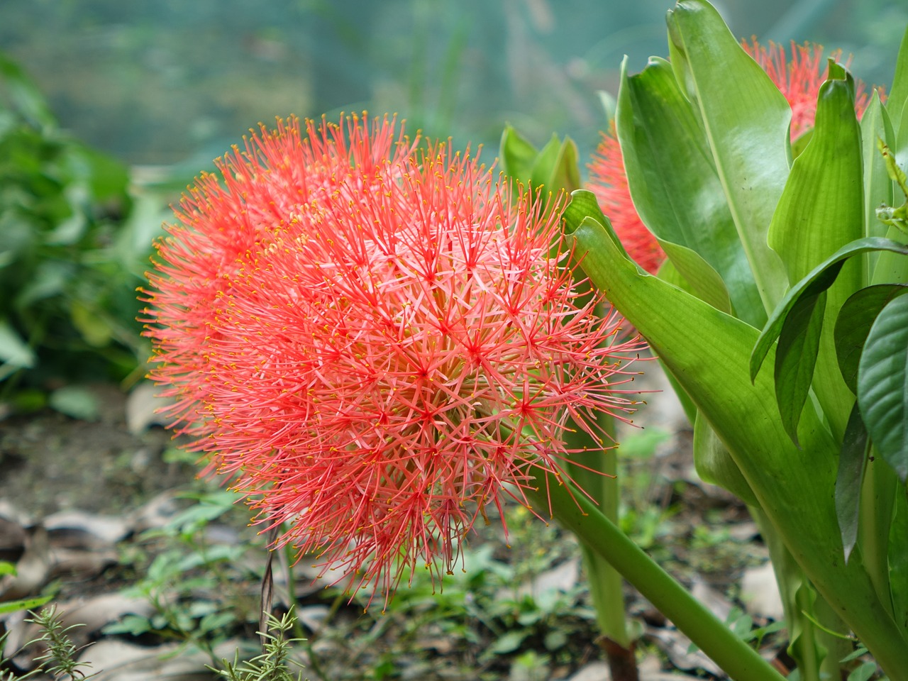 tennis spent blood lily flower free photo