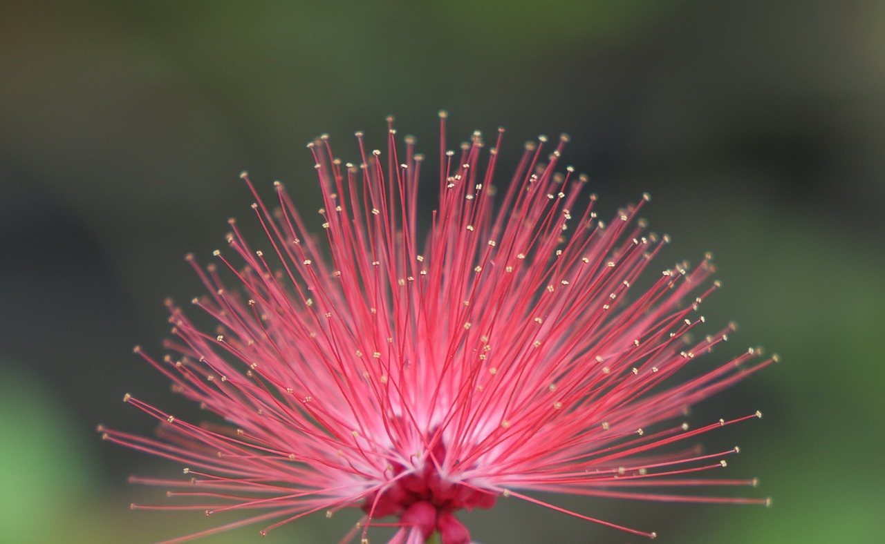 flower poof red free photo