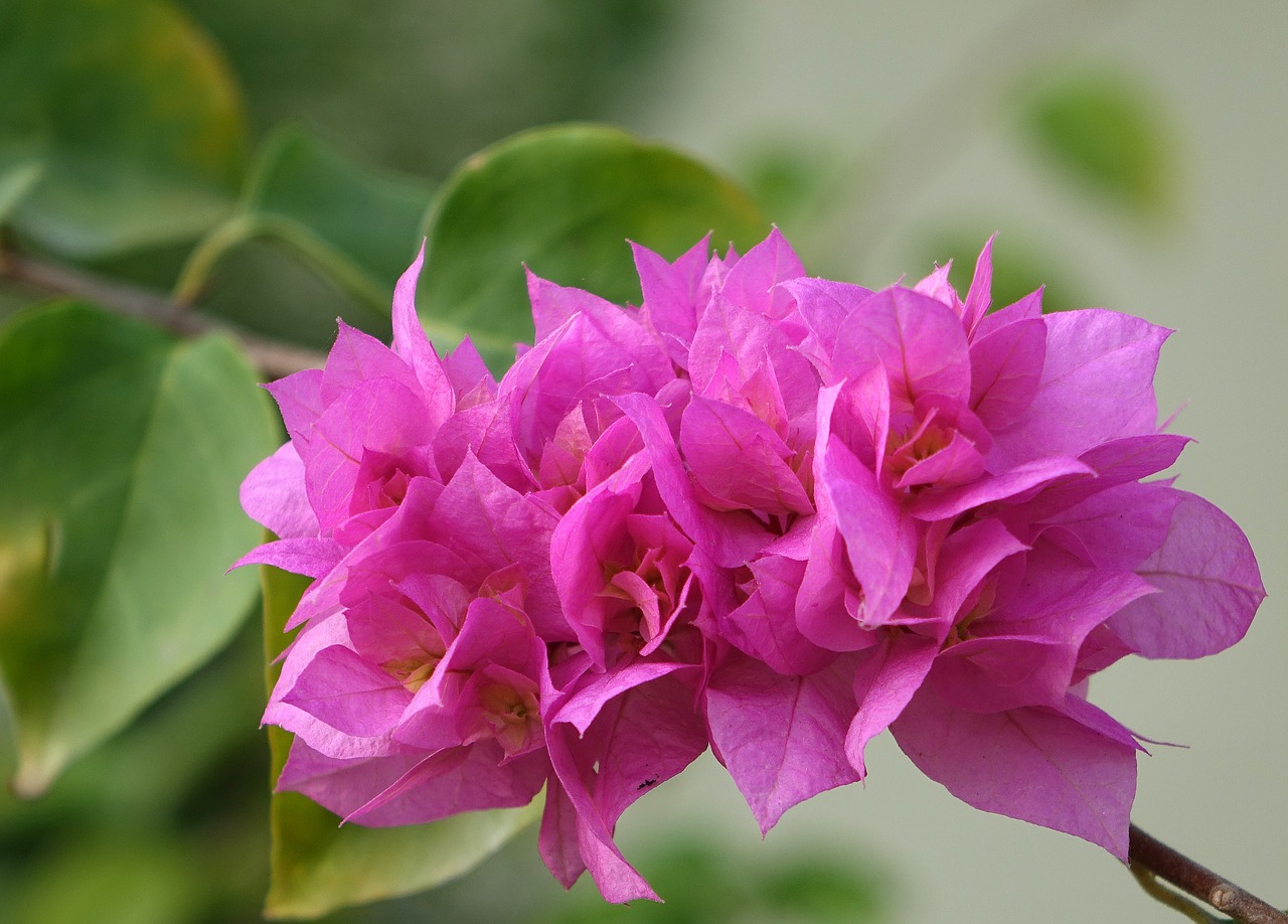 flower bougainvillea the flowers open in the summer free photo