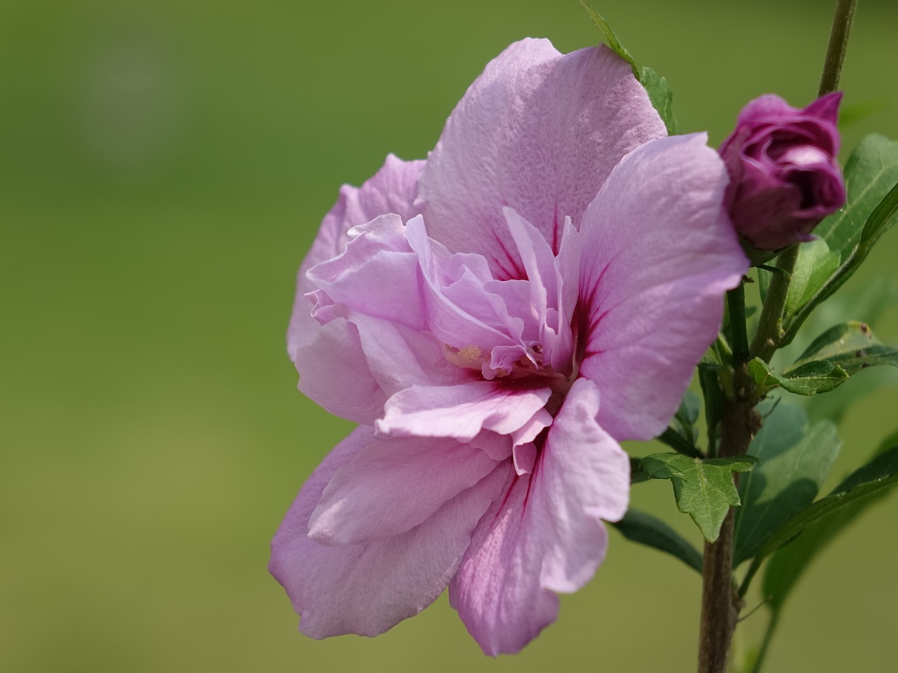 flower hibiscus pink free photo