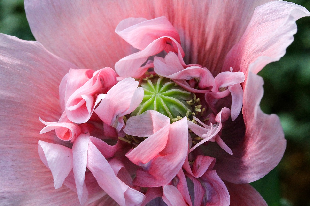 flower díszpipacs poppy free photo