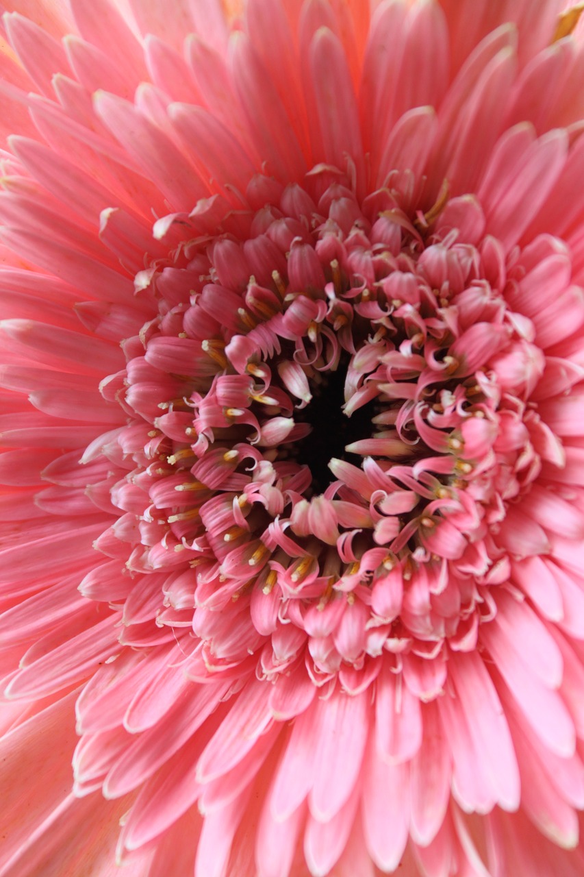 gerbera flower pink free photo