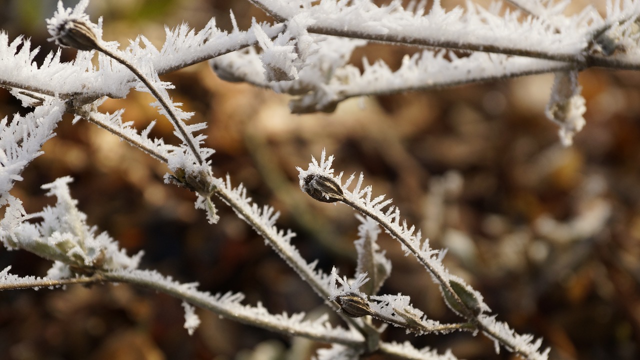 flower seeds winter free photo