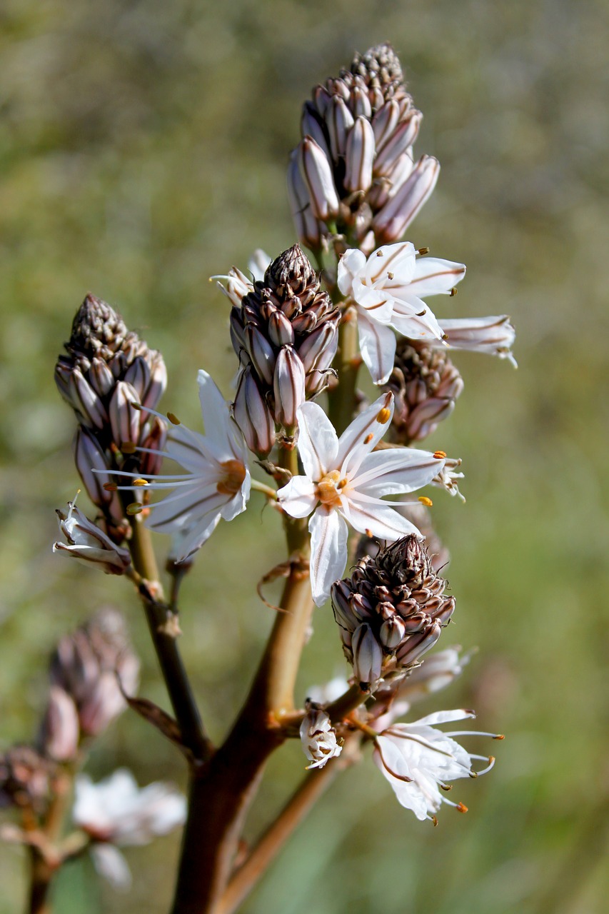 flower nature spring free photo