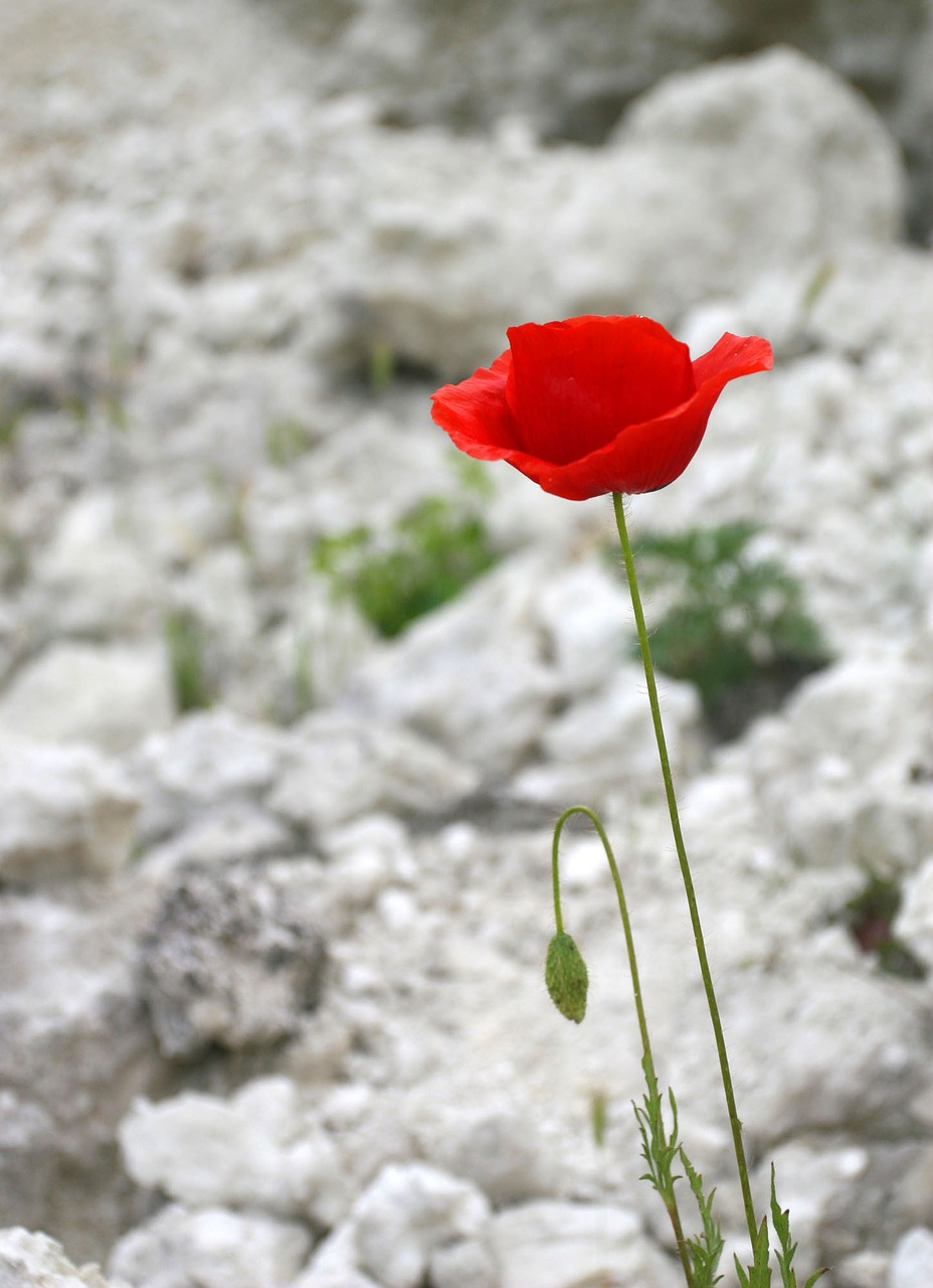 flower red petals free photo