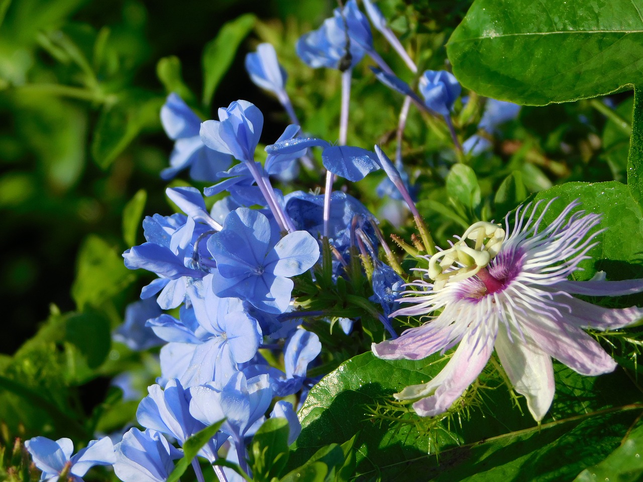 flower blue lilac free photo