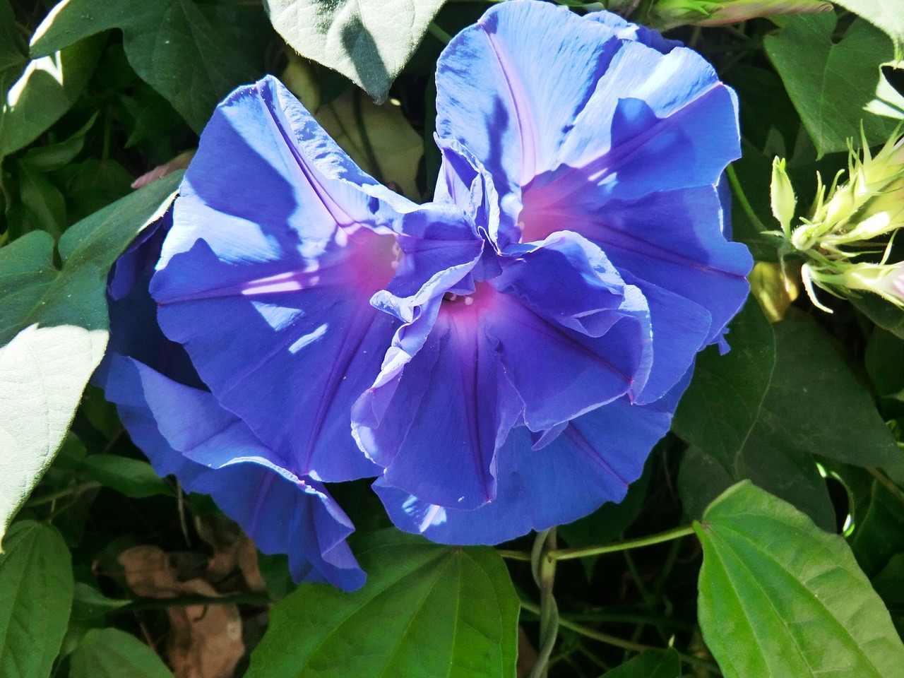 flower blue mediterranean free photo