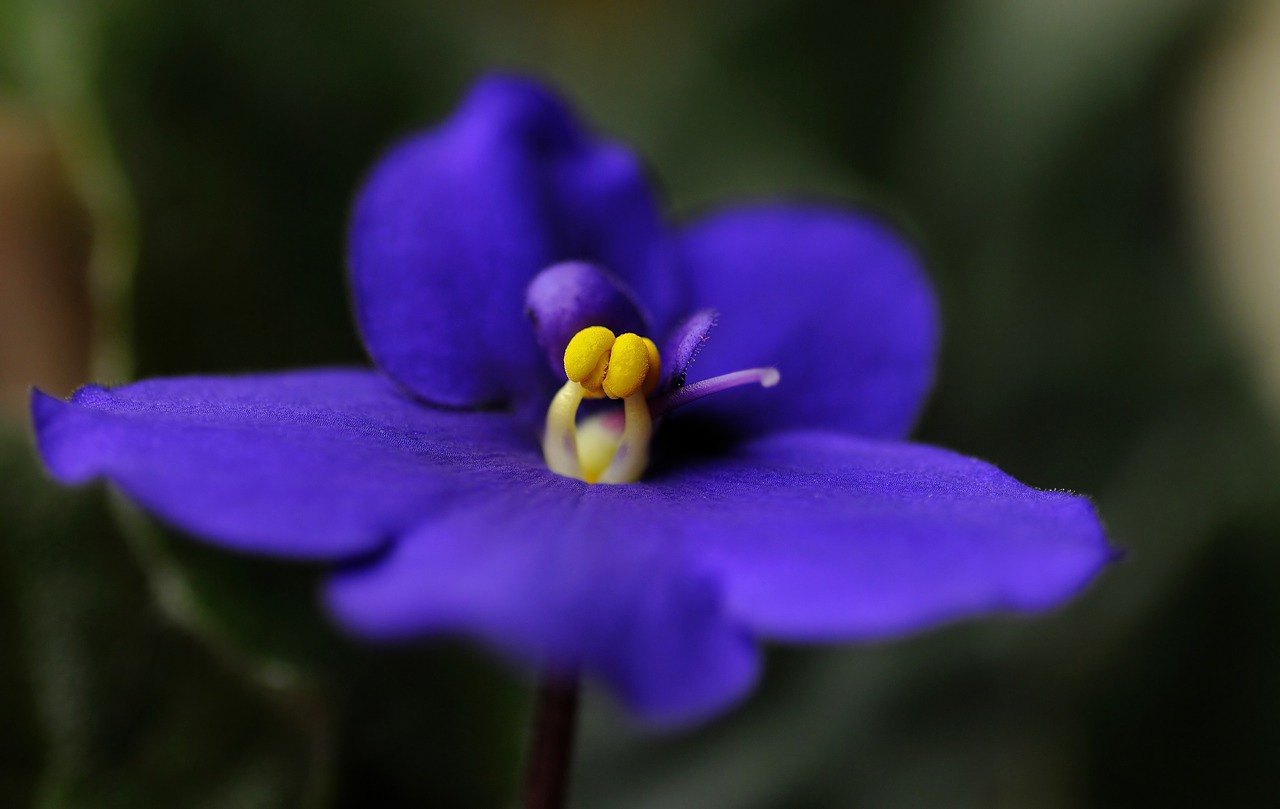 flower sympolia macro free photo